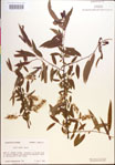 000018944-thumbnail.jpg