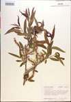 Salix