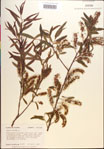 000018946-thumbnail.jpg
