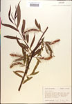 Salix