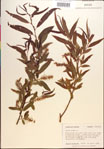 Salix