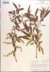 Salix