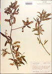 Salix