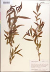 000018951-thumbnail.jpg