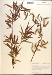 Salix