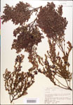 000018953-thumbnail.jpg