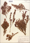 Vaccinium