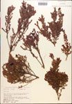 Vaccinium