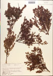 Vaccinium