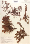 Vaccinium