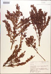 Vaccinium