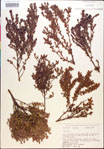 Vaccinium