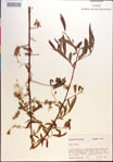 Salix
