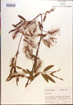 Salix