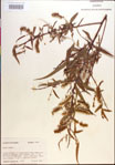 Salix