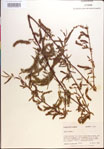 000018981-thumbnail.jpg