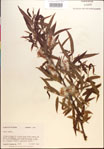 Salix