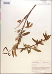 Salix