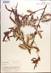 Salix