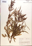 Salix
