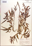 000018986-thumbnail.jpg