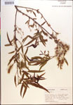 Salix