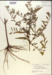 Ludwigia