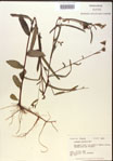 Ludwigia