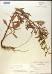 Ludwigia