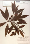 000019827-thumbnail.jpg