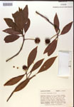 000019828-thumbnail.jpg