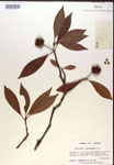 000019829-thumbnail.jpg