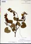 000019839-thumbnail.jpg