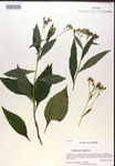 000019844-thumbnail.jpg