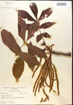 000019982-thumbnail.jpg