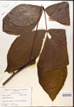 000019983-thumbnail.jpg