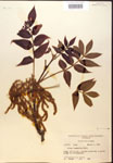 000019984-thumbnail.jpg