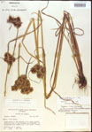 000020352-thumbnail.jpg