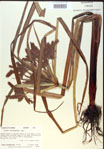 000020388-thumbnail.jpg