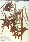Cyperus