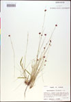 000020441-thumbnail.jpg