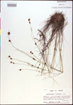 000020442-thumbnail.jpg