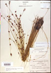 000020453-thumbnail.jpg
