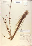 Rhynchospora