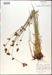 000020475-thumbnail.jpg