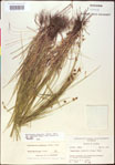 000020510-thumbnail.jpg