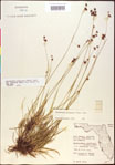 000020515-thumbnail.jpg