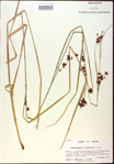 000020538-thumbnail.jpg