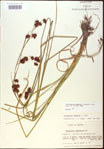 000020549-thumbnail.jpg