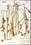 000020556-thumbnail.jpg
